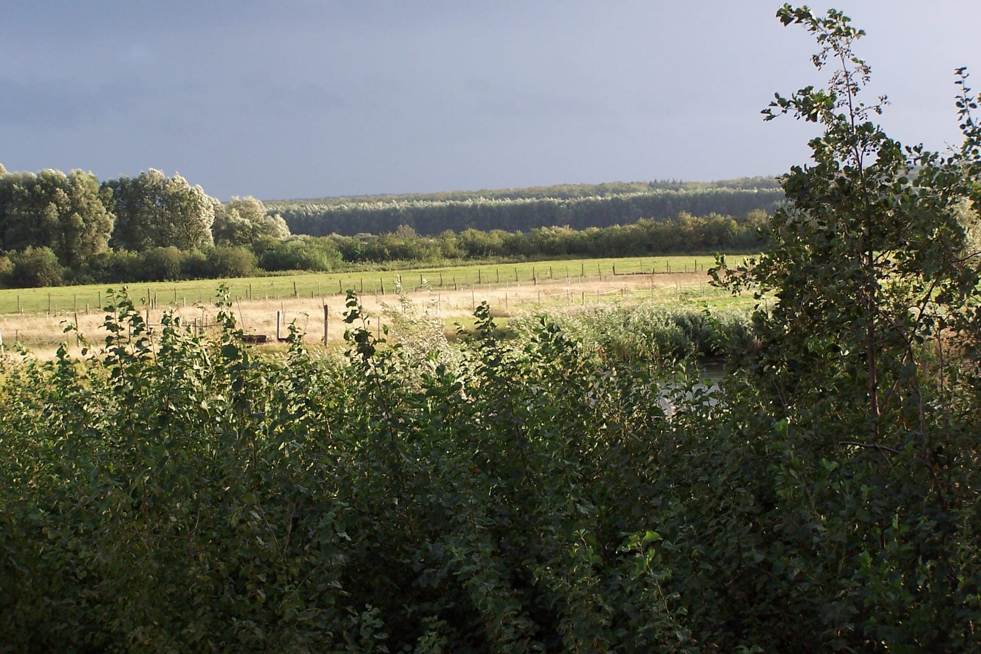 Wiese unter dunklem Himmel