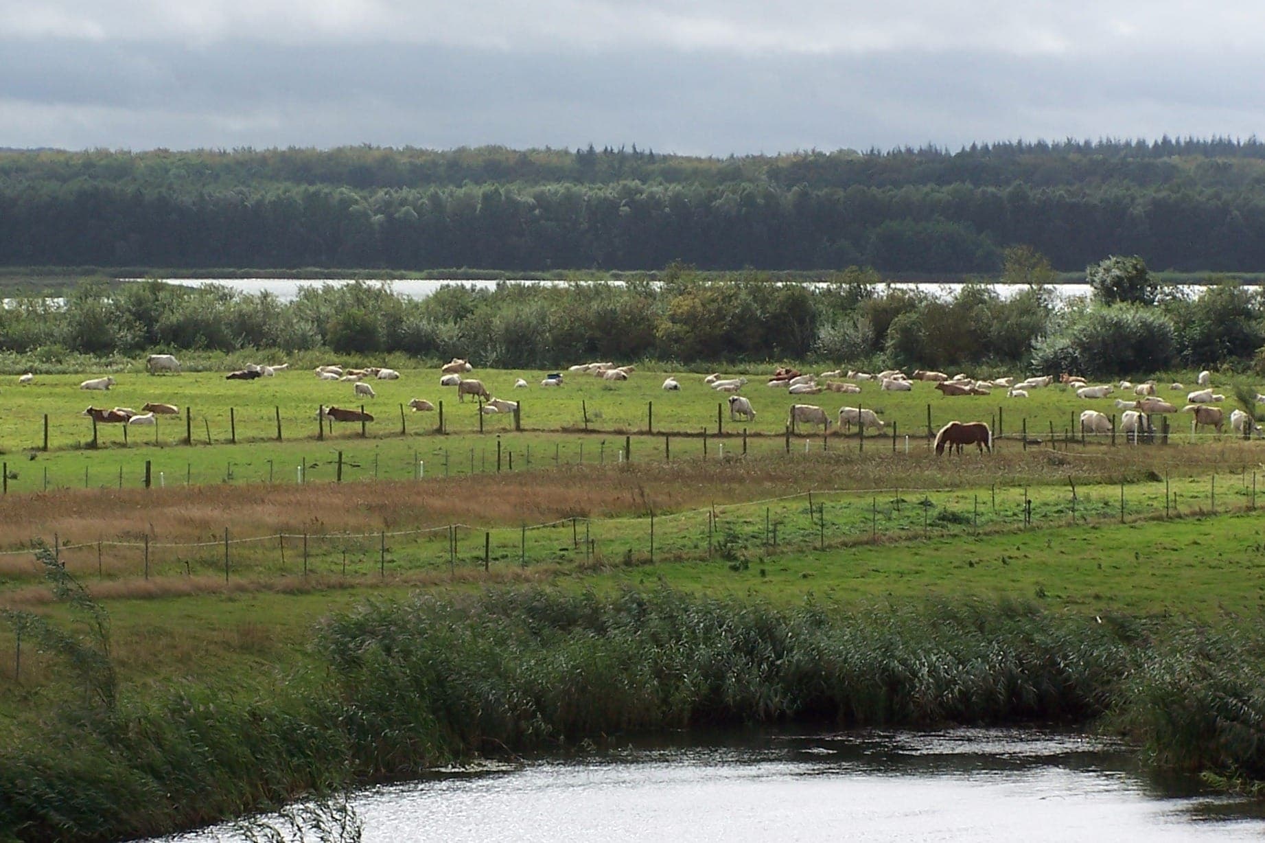 Weiden mit Schafen im Naturschutzgebiet